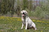 LABRADOR 987
